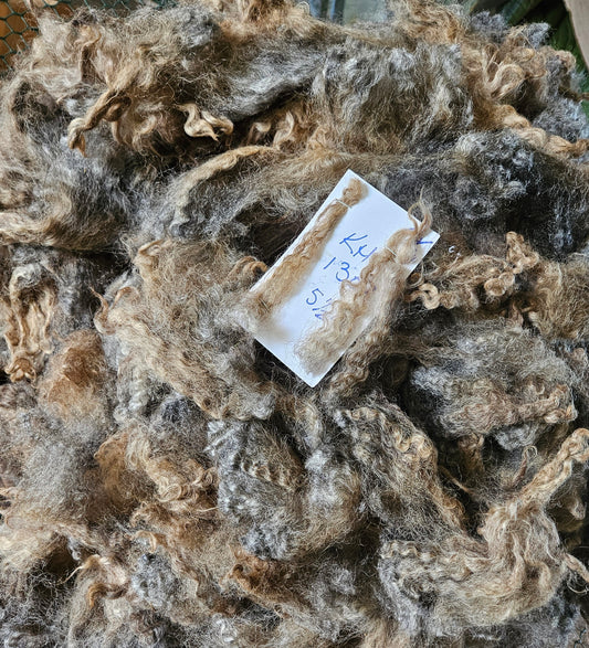 Romney Raw Fleece Silver Gray Ewe KH1307