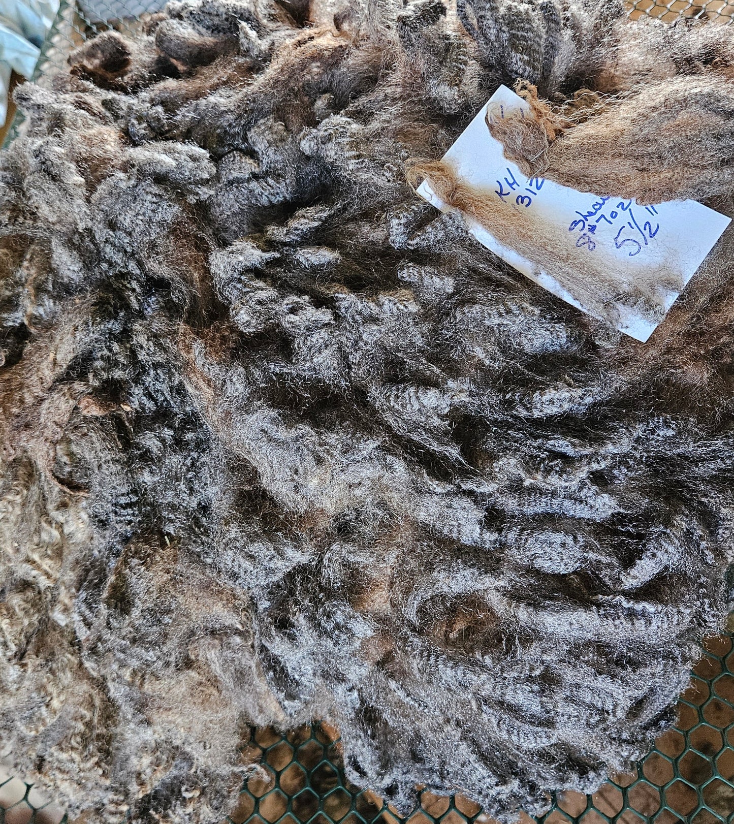 Romney Fleece Natural Silver Gray Yearling Ewe KH1312