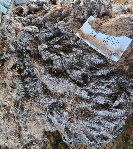 Romney Fleece Natural Silver Gray Yearling Ewe KH1312