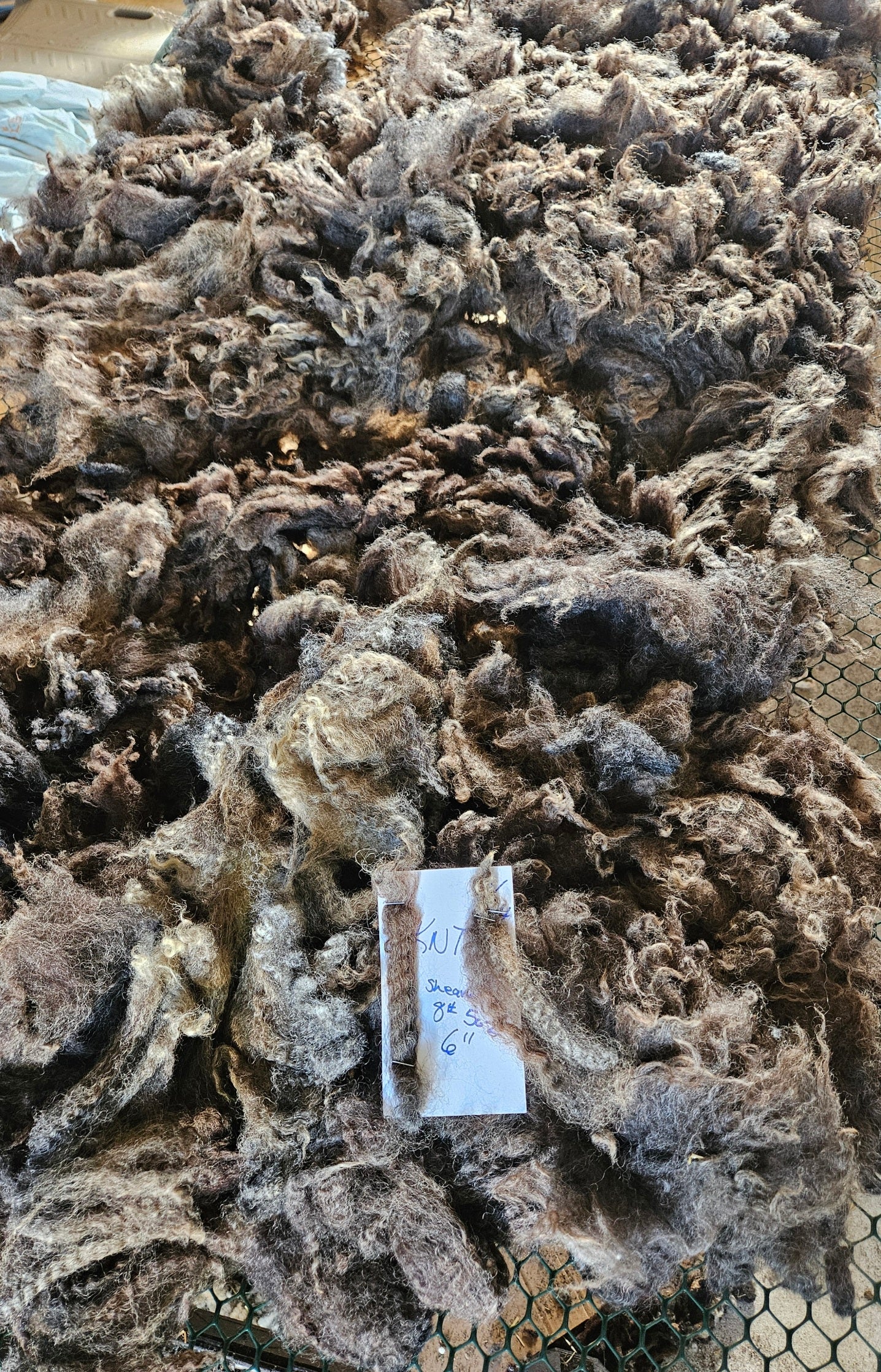 Romney Fleece Natural Iron Gray Ewe KNT