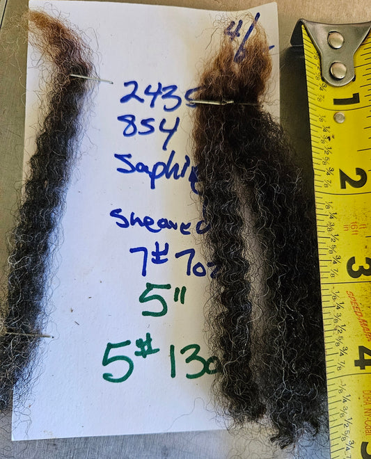 Raw Fleece Romney Black Ewe Lamb 3LSaphire