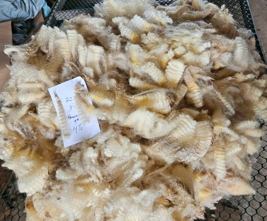 Raw Romney White Fleece 3L "Rose"