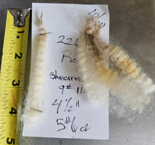Raw Romney White Fleece 3L "Rose"