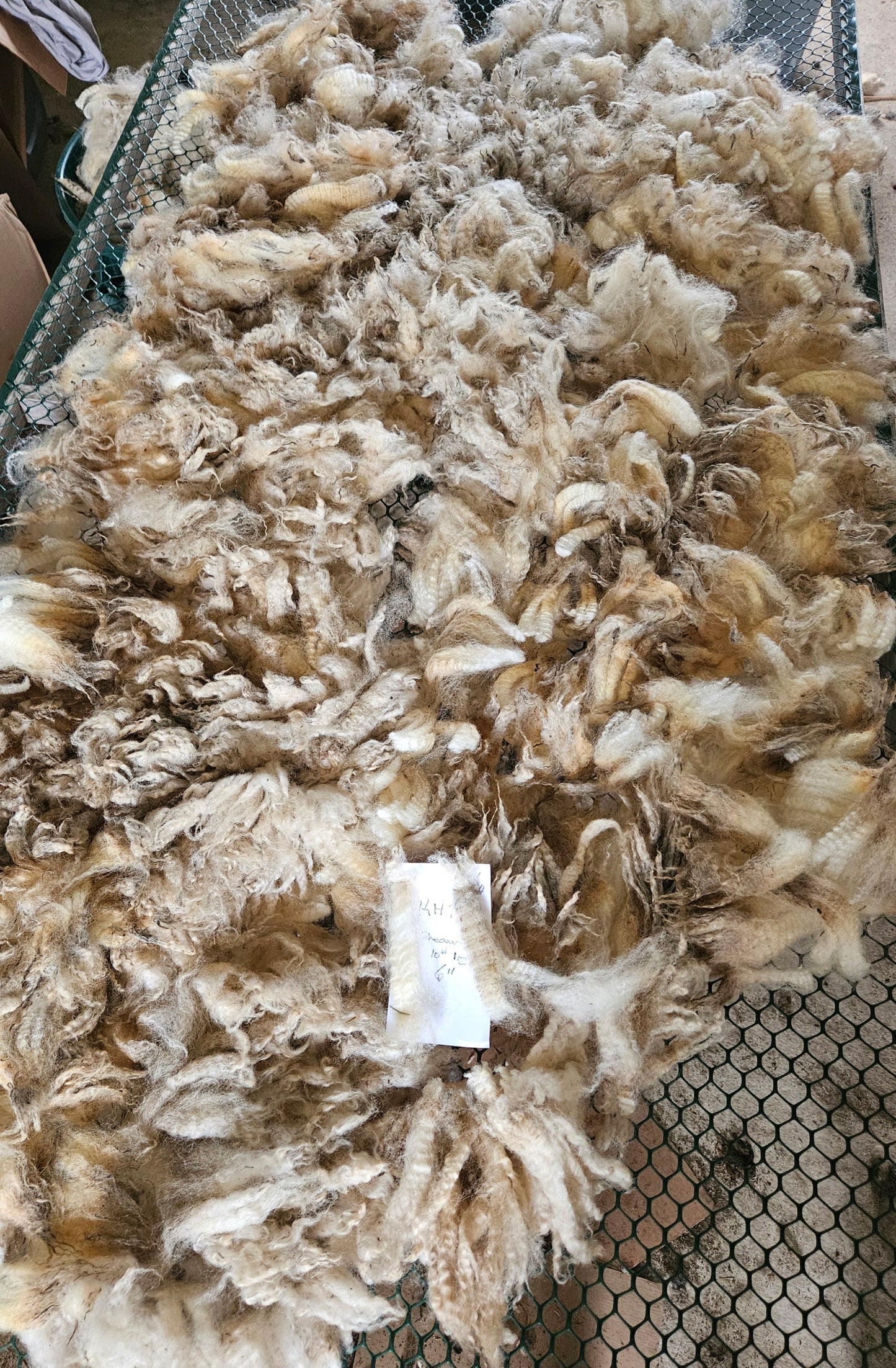 Raw Fleece Romney White Ewe KHT