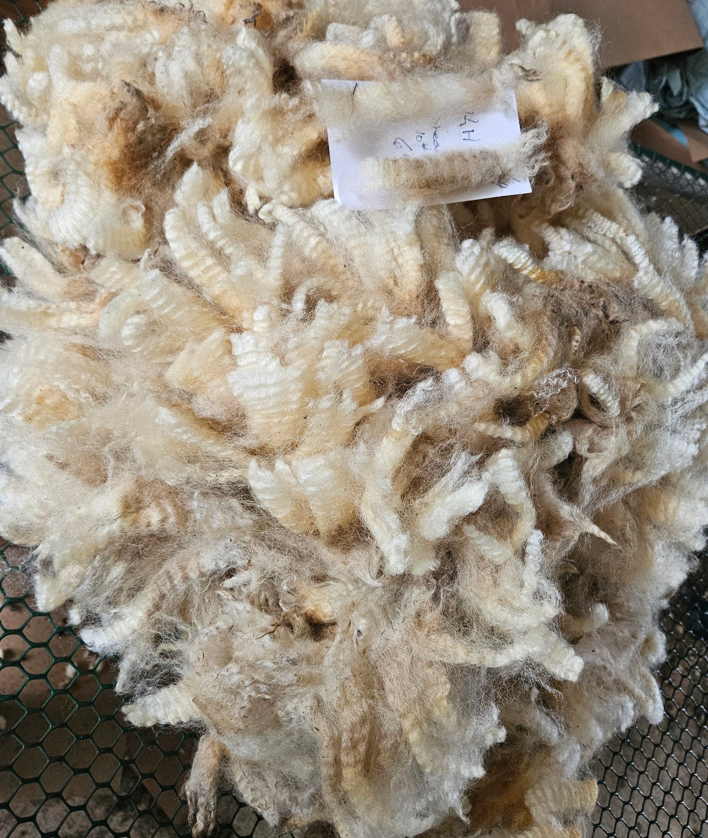 Raw Fleece Romney White Ewe KHT