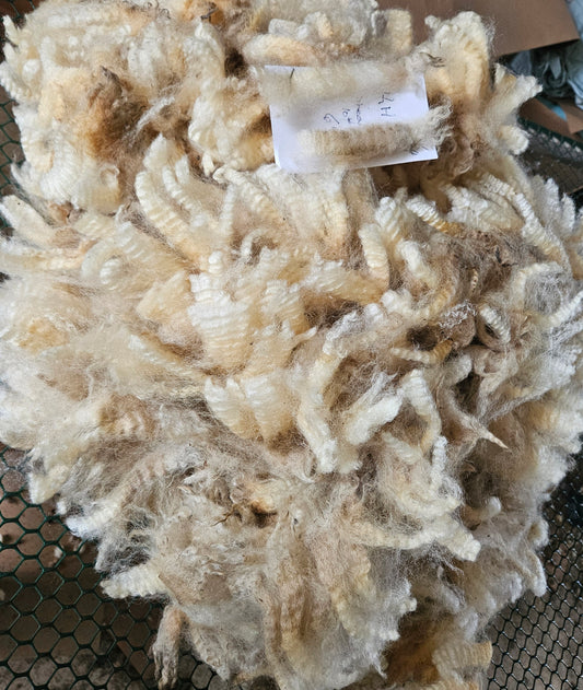 Raw Fleece Romney White Ewe KHT