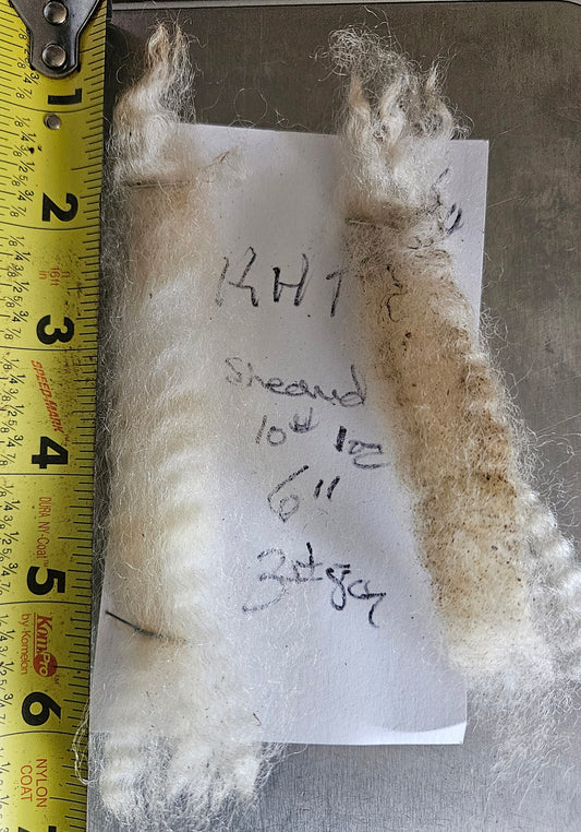 Raw Fleece Romney White Ewe KHT