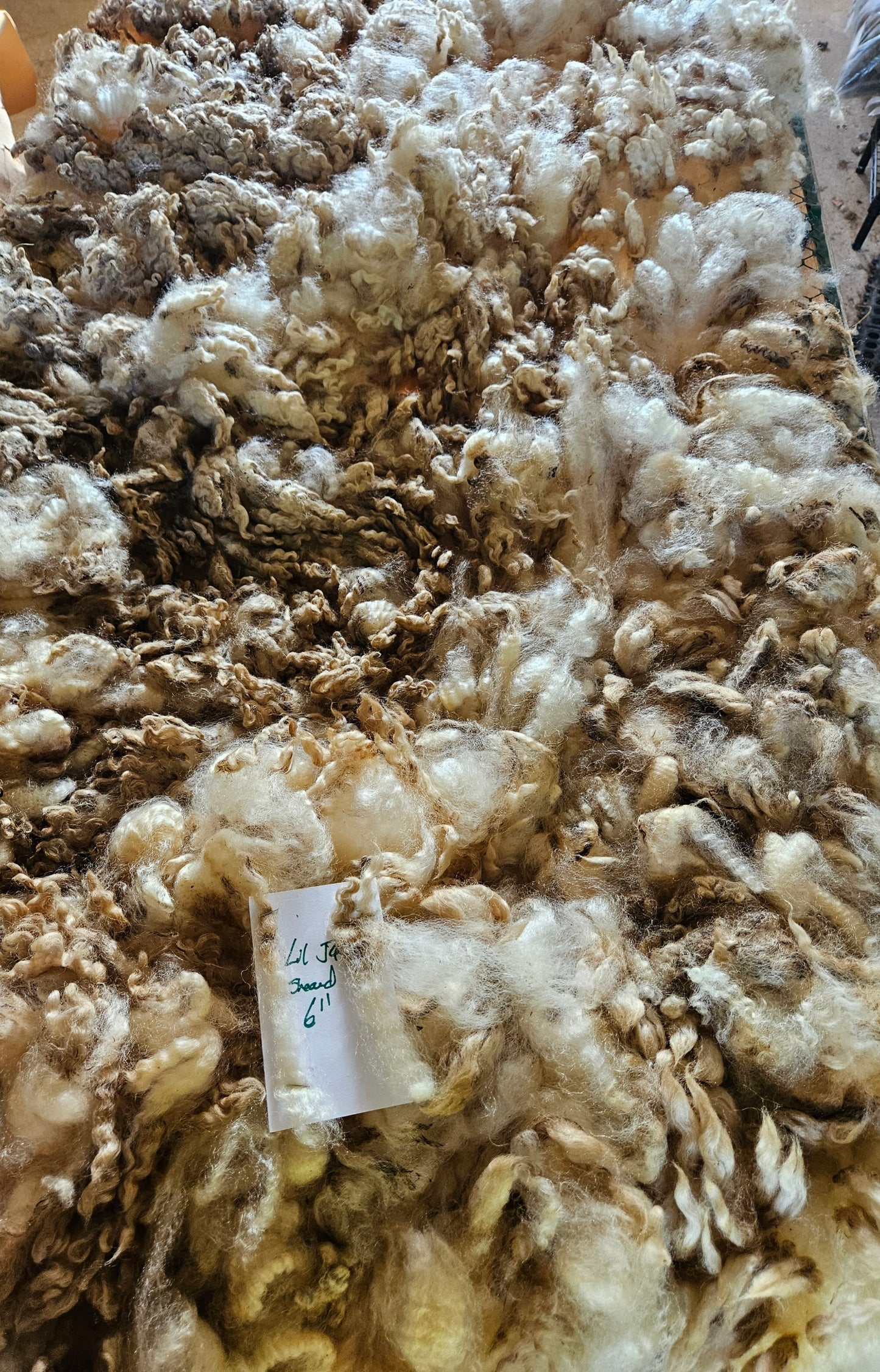 Raw Romney White Blanketed LIL JOE SHOW Fleece - Stud Ram