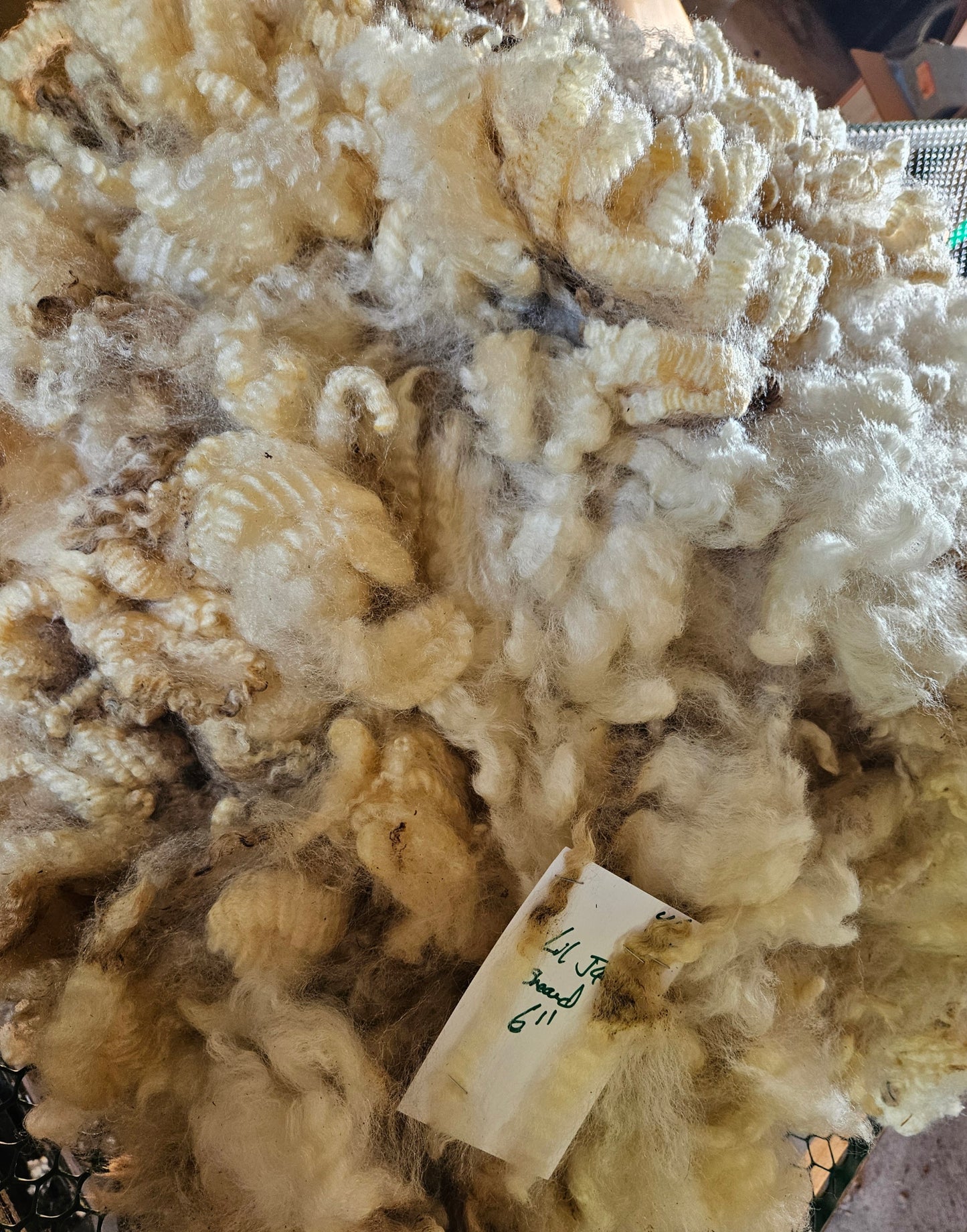 Raw Romney White Blanketed LIL JOE SHOW Fleece - Stud Ram