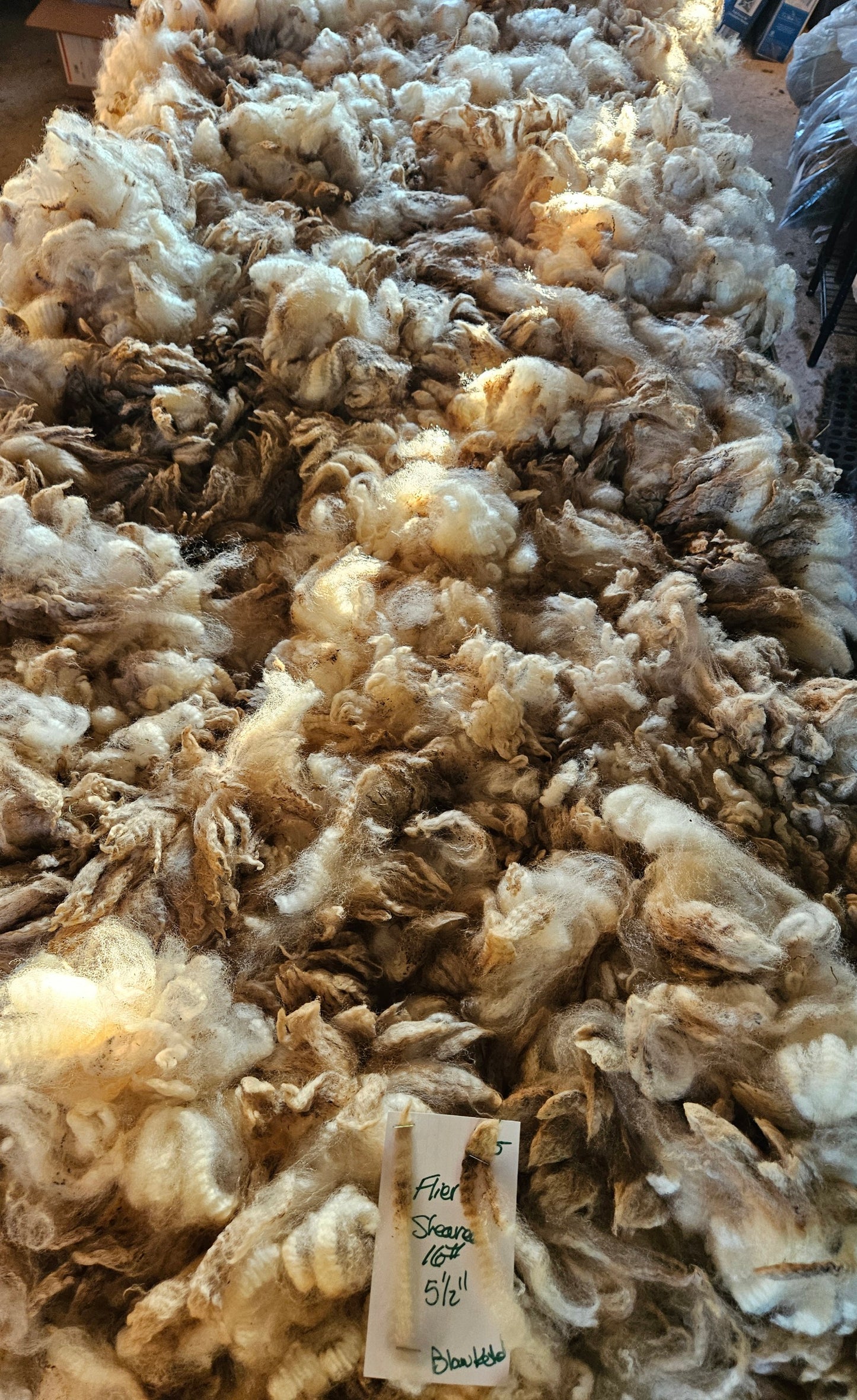 Raw Romney Blanketed White SHOW Fleece - Stud Ram "PF Flyer""