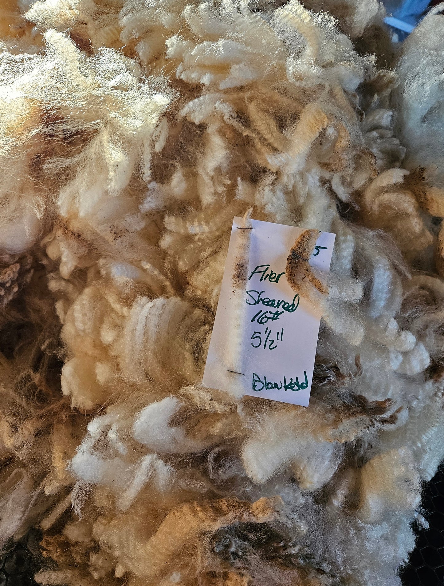 Raw Romney Blanketed White SHOW Fleece - Stud Ram "PF Flyer""