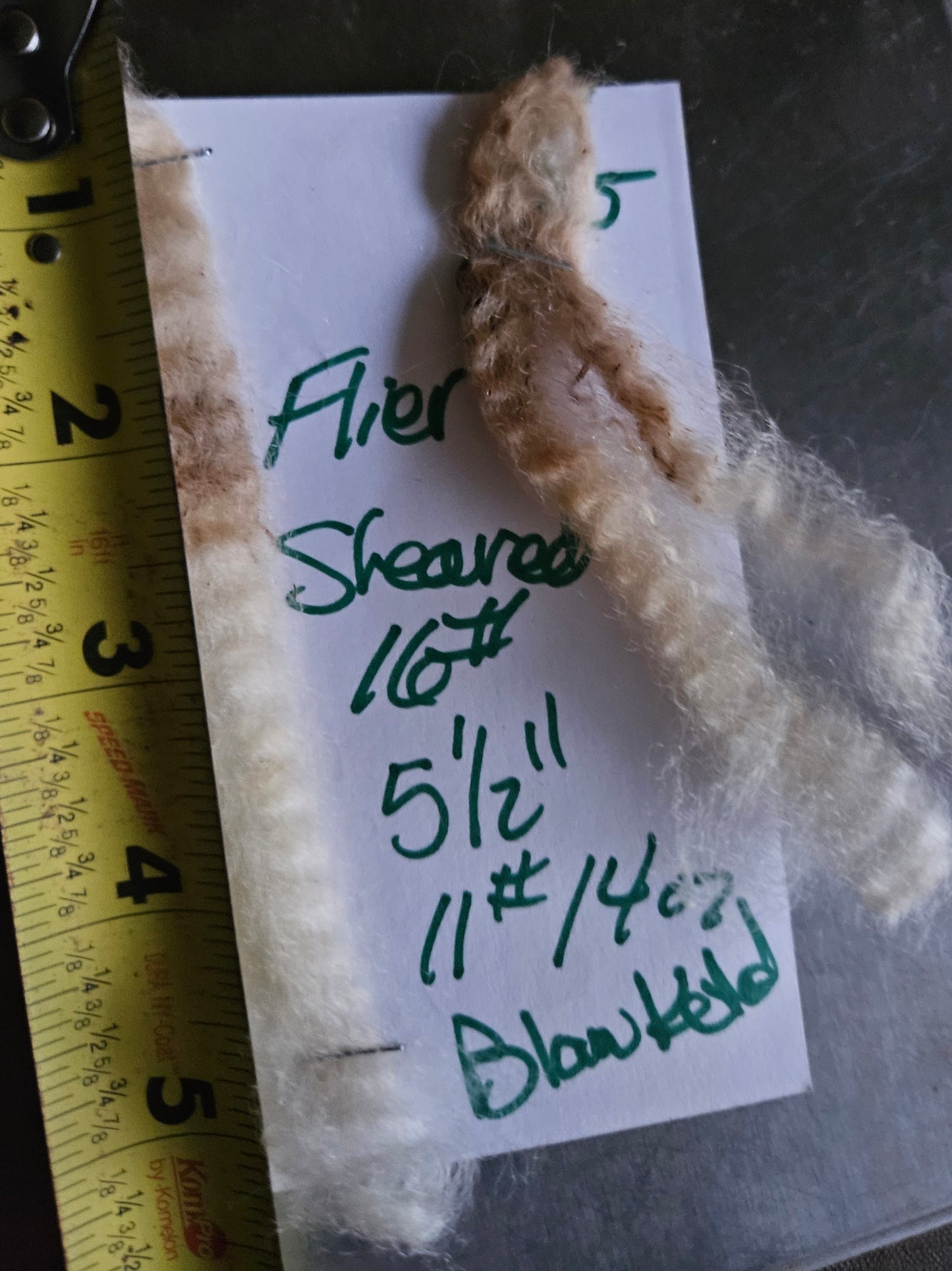 Raw Romney Blanketed White SHOW Fleece - Stud Ram "PF Flyer""