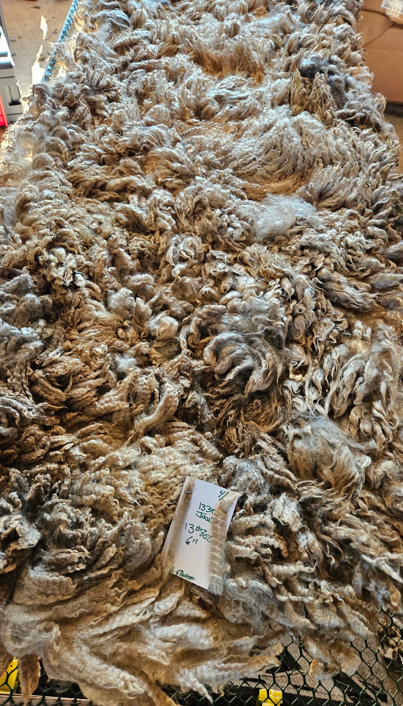 Raw Romney Silver Fleece 3LS"Jaws"