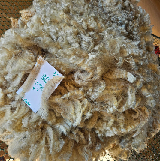 Raw Romney Silver Fleece 3LS"Jaws"