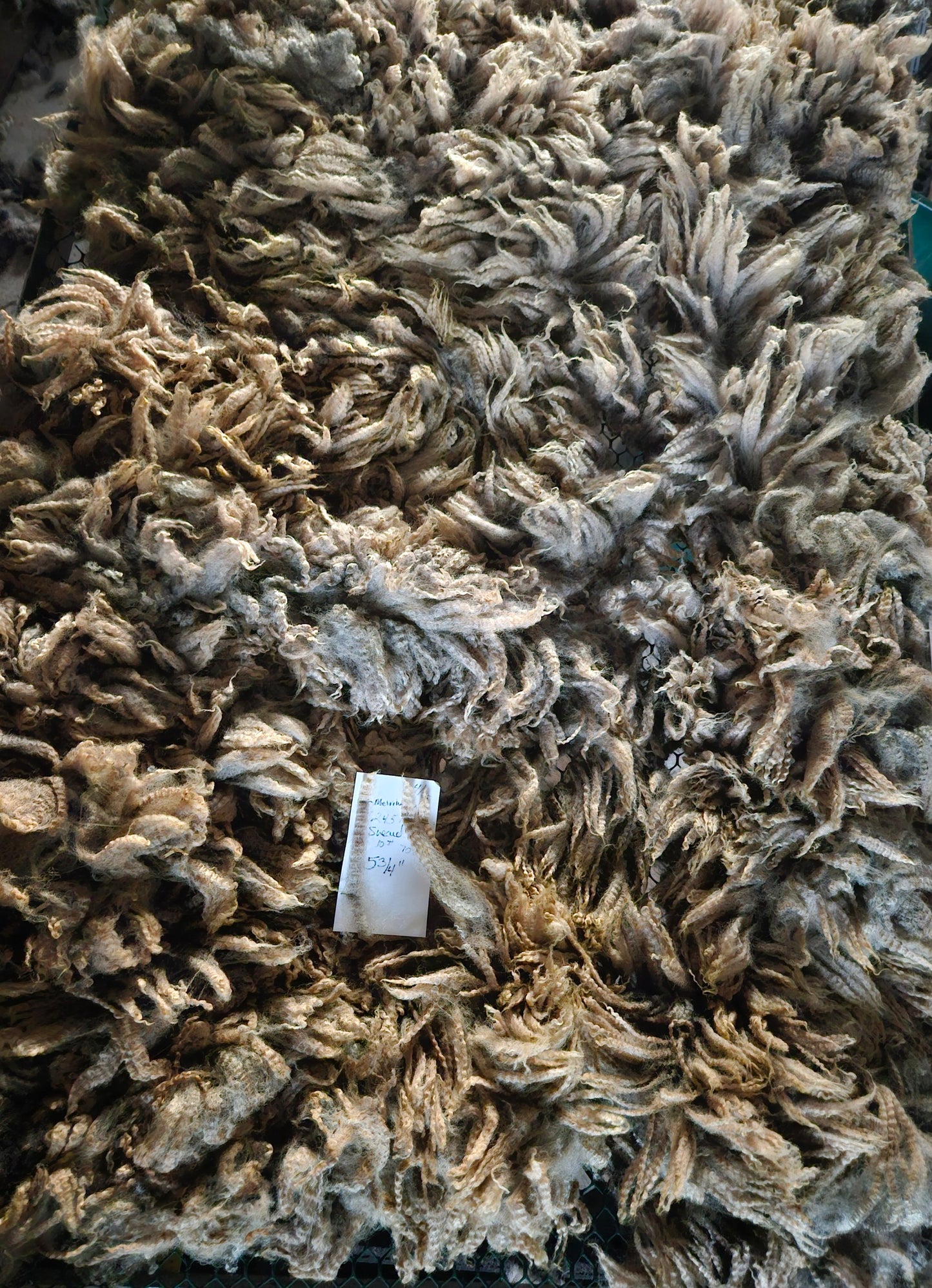 Raw Romney Fleece Silver Ewe- 3LS "2451"