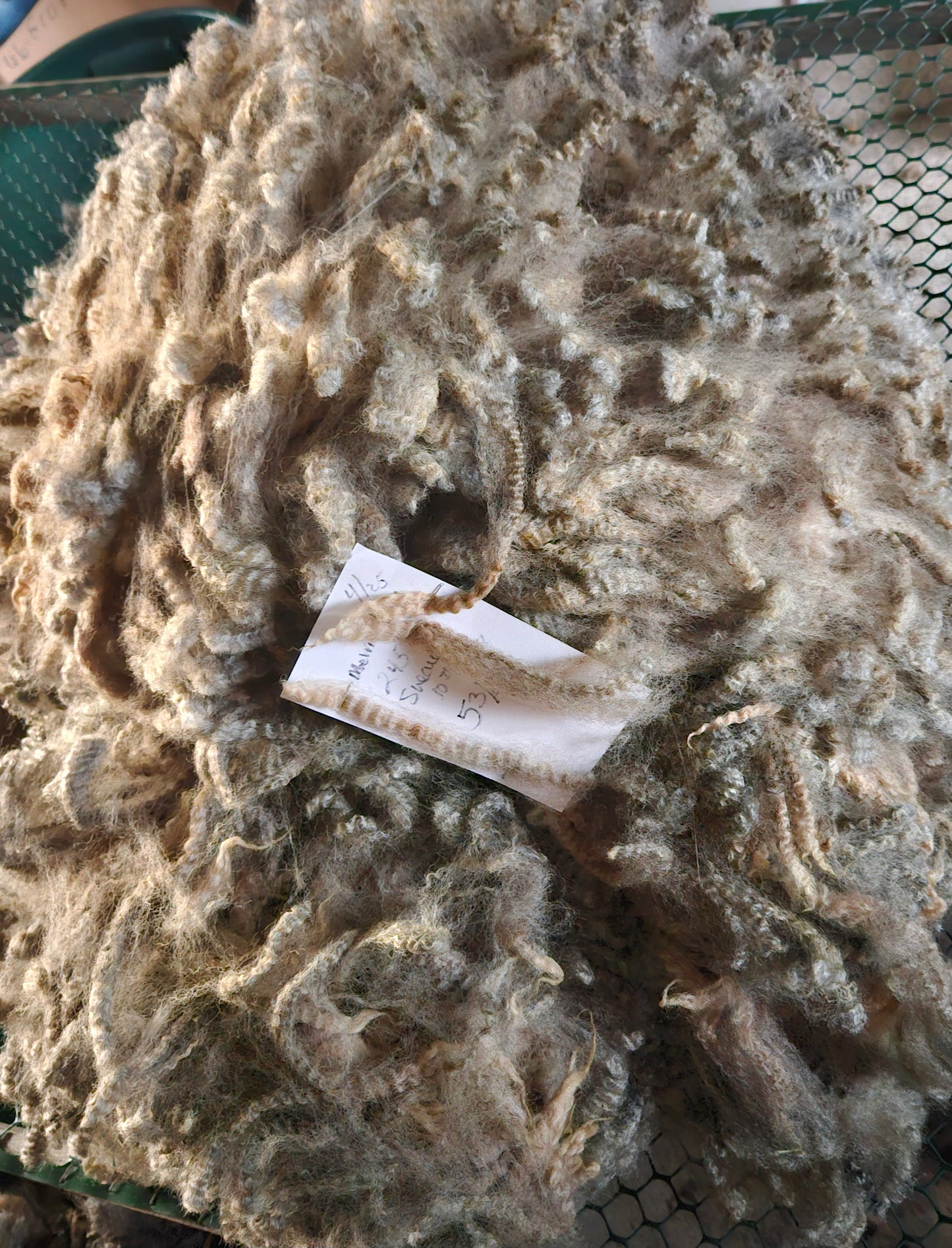 Raw Romney Fleece Silver Ewe- 3LS "2451"