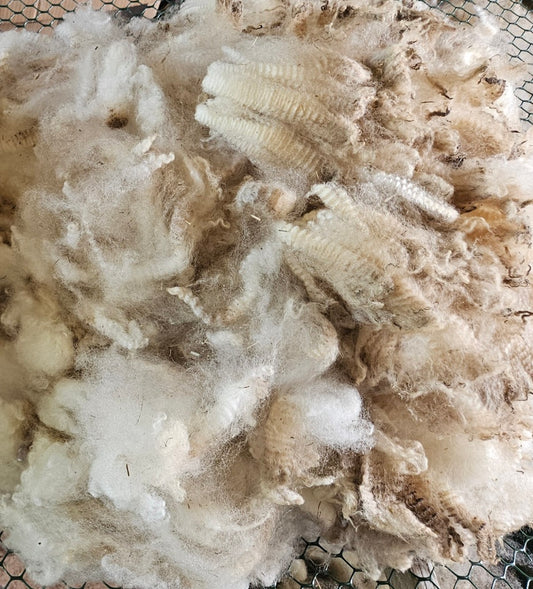 Raw Fleece Romney White Ewe "Saint Seus"