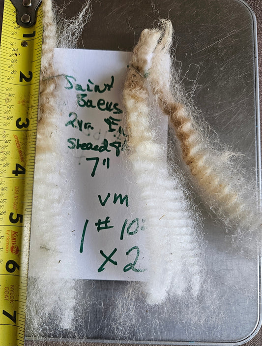 Raw Fleece Romney White Ewe "Saint Seus"