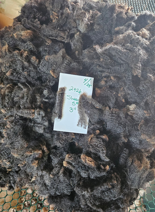 Raw Fleece Romney Black Lamb  3L2426