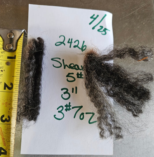 Raw Fleece Romney Black Lamb  3L2426