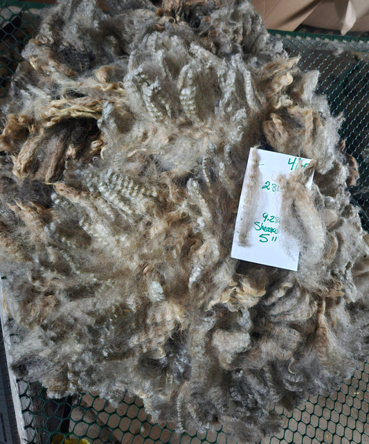 Raw Romney Fleece Silver Ewe 3L2315