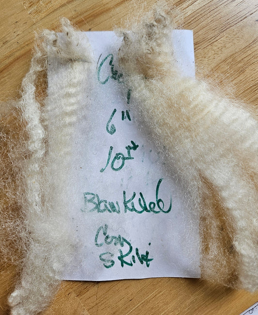 Raw Romney White Fleece MB" Chopin"