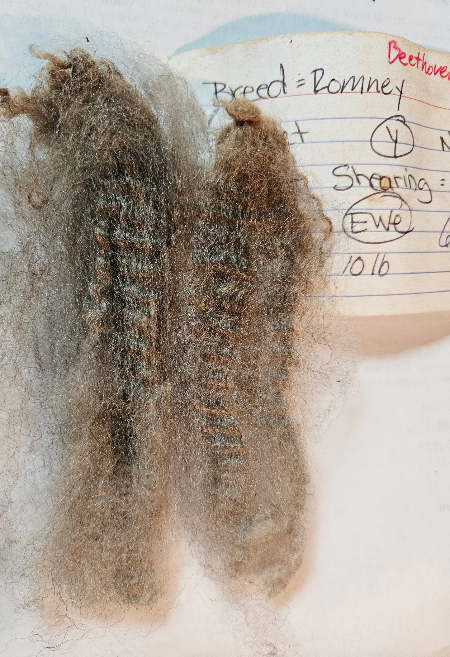 Romney Silver Raw Fleece- " Beethoven mb