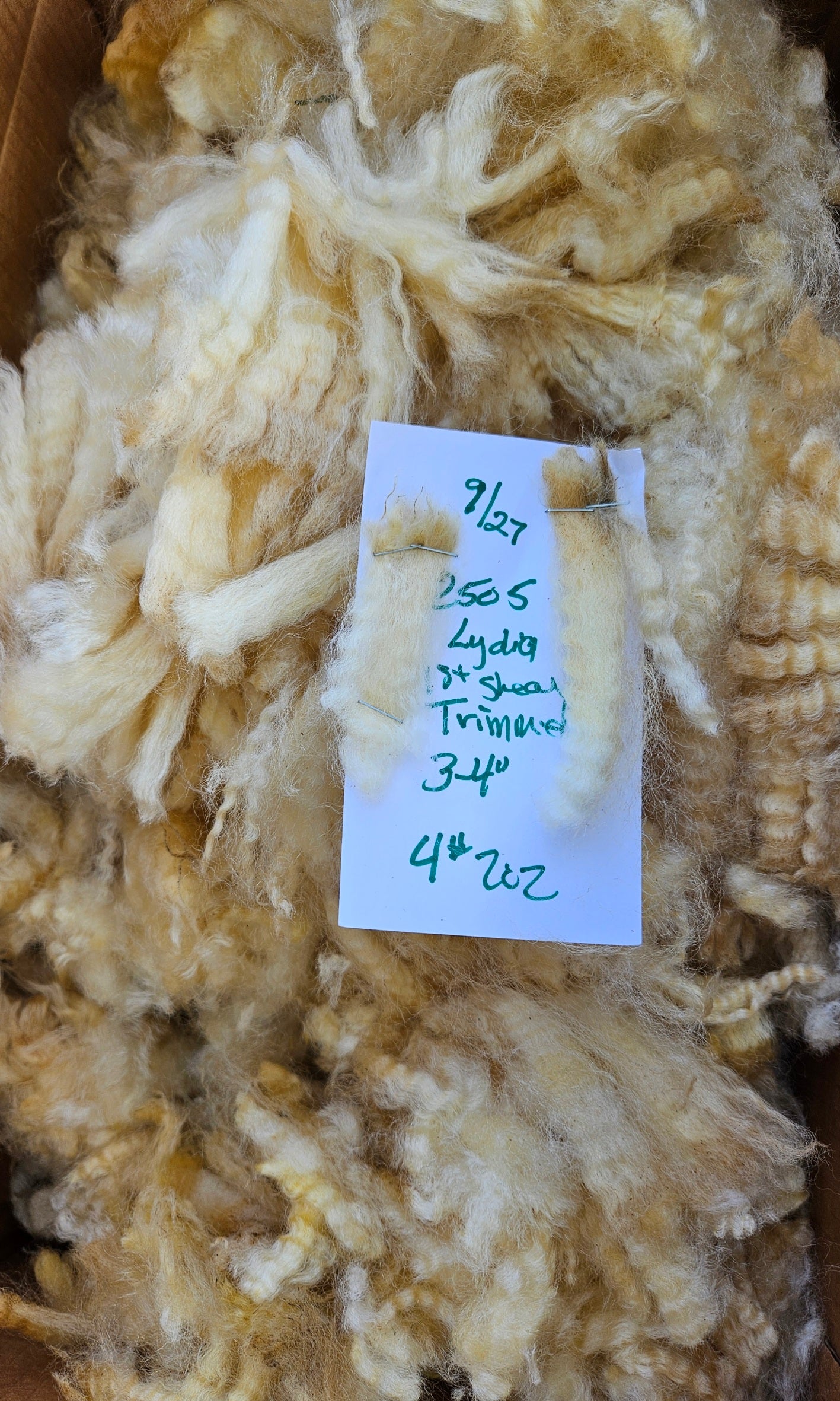 Raw Romney White Ewe Lamb Fleece - 3LS Lydia