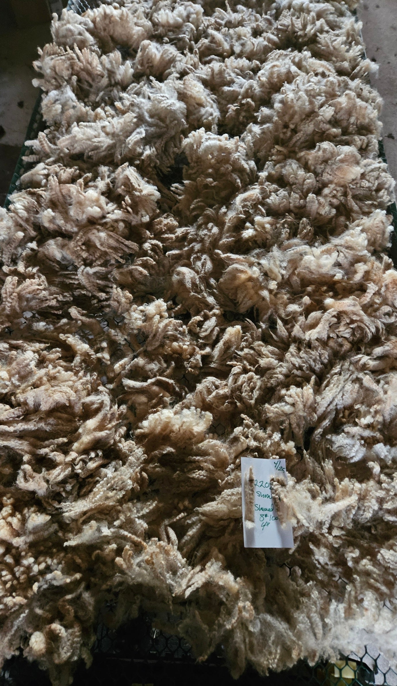 Raw Fleece Romney White Ewe 3L 2202