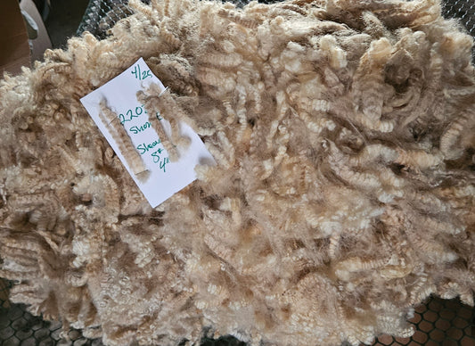 Raw Fleece Romney White Ewe 3L 2202