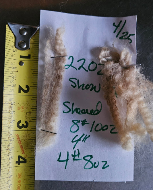 Raw Fleece Romney White Ewe 3L 2202