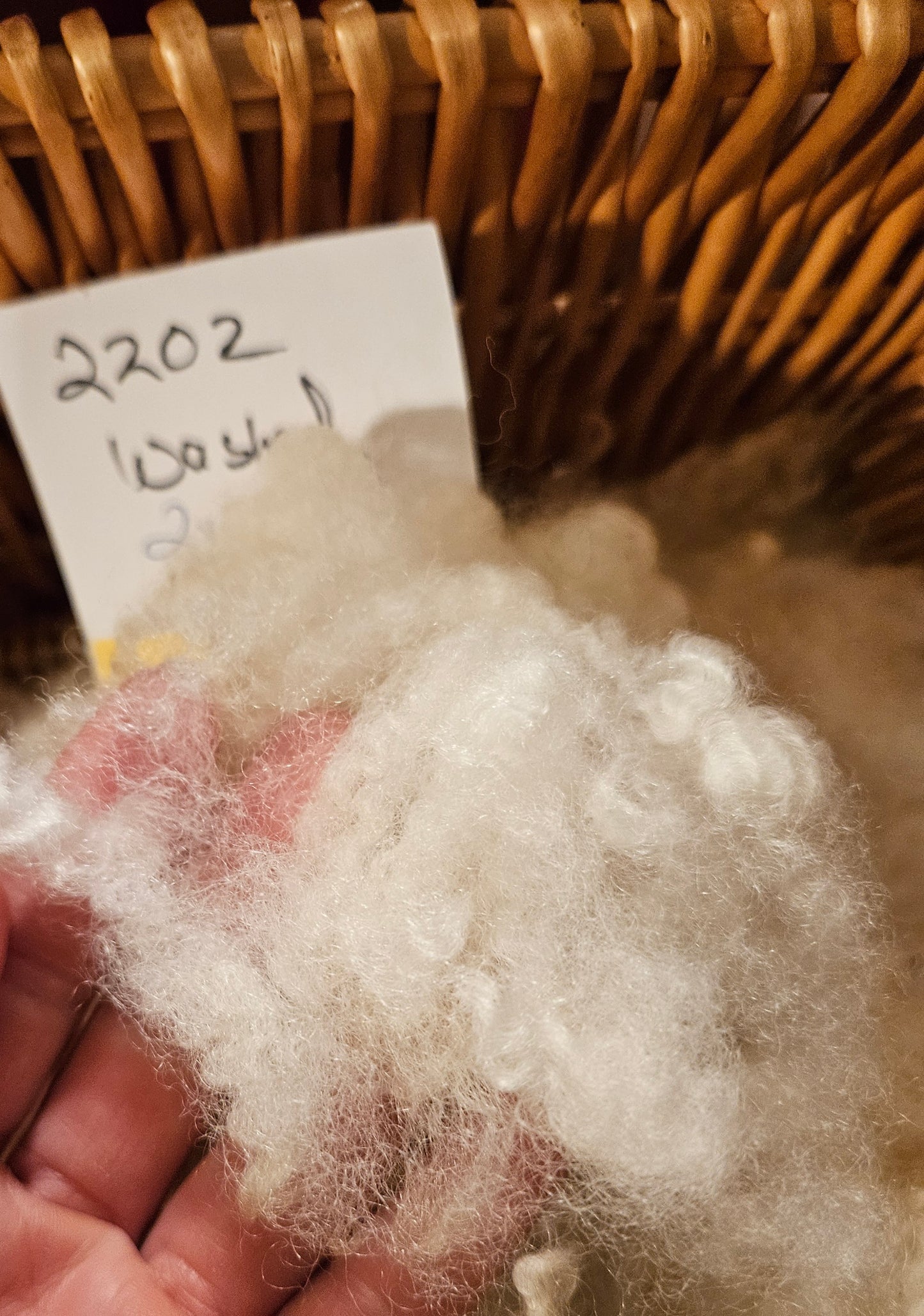 Raw Fleece Romney White Ewe 3L 2202