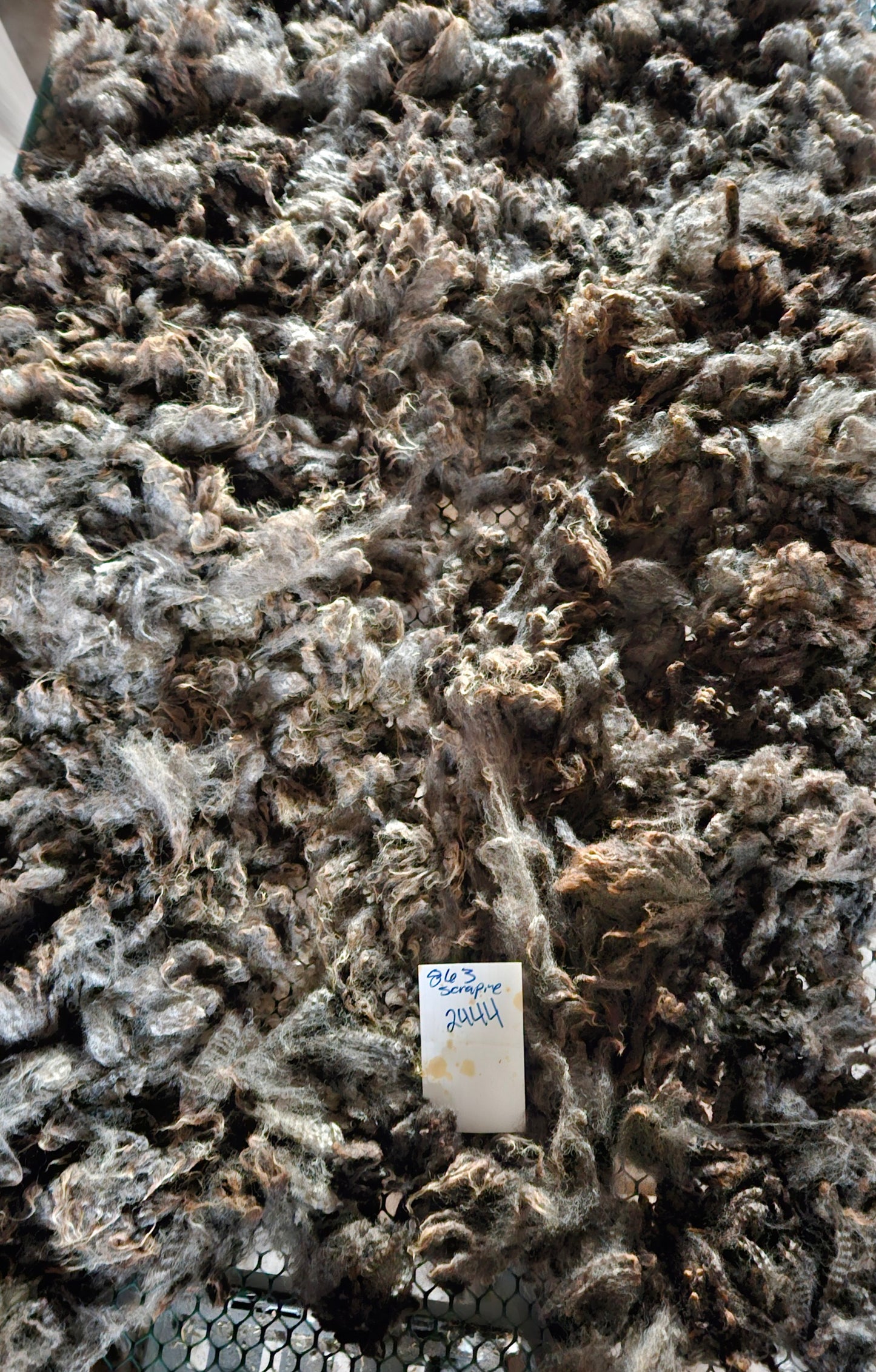 Raw Romney Fleece Silver Ewe- 3LS "2444"