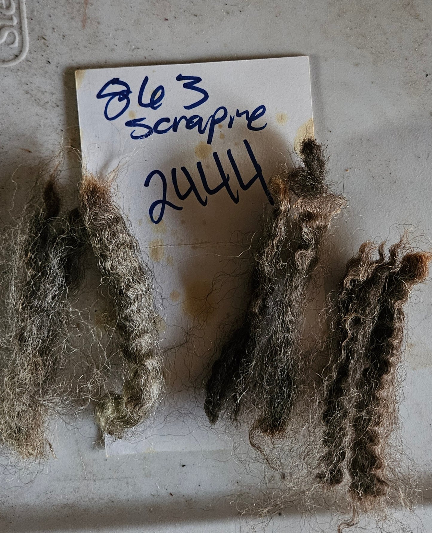 Raw Romney Fleece Silver Ewe- 3LS "2444"