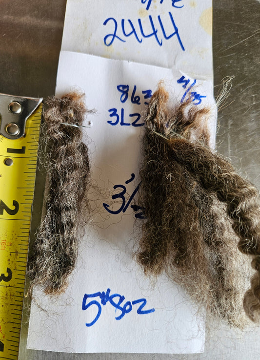 Raw Romney Fleece Silver Ewe- 3LS "2444"