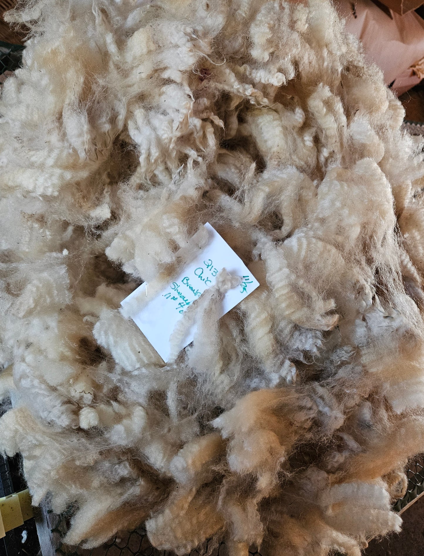 Raw Romney White Yearling Show Fleece - 3LS 2413