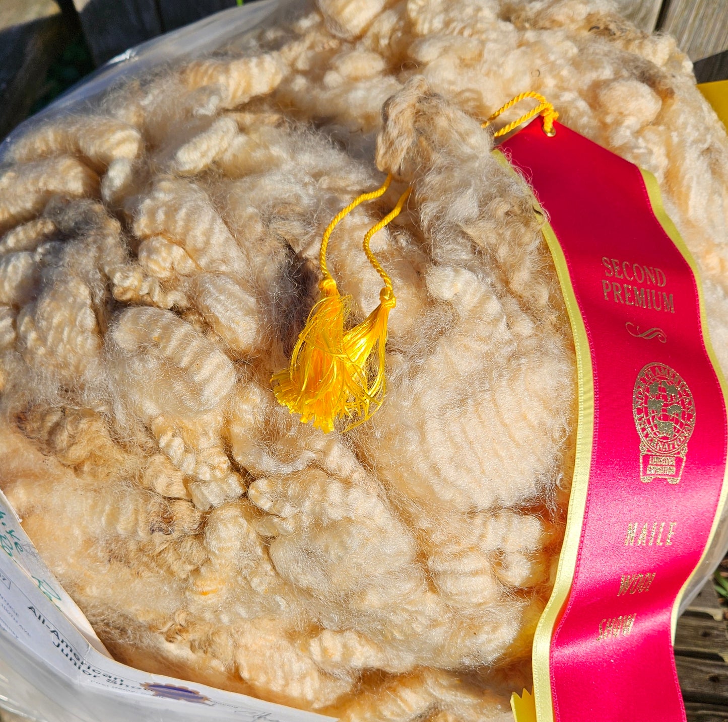 Raw Romney White Blanketed LIL JOE SHOW Fleece - Stud Ram