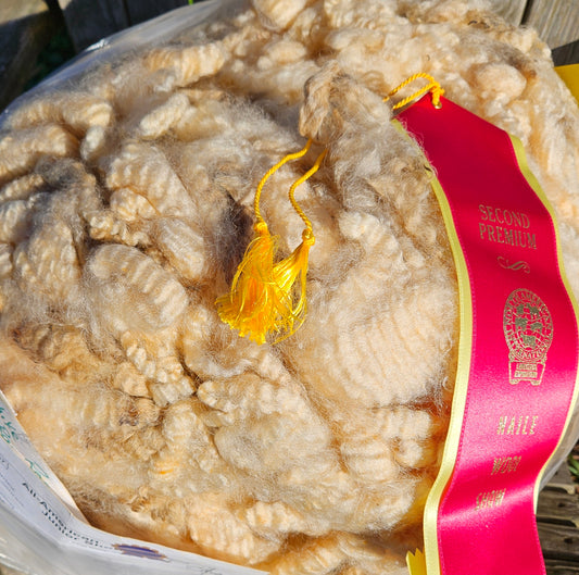 Raw Romney White Blanketed LIL JOE SHOW Fleece - Stud Ram