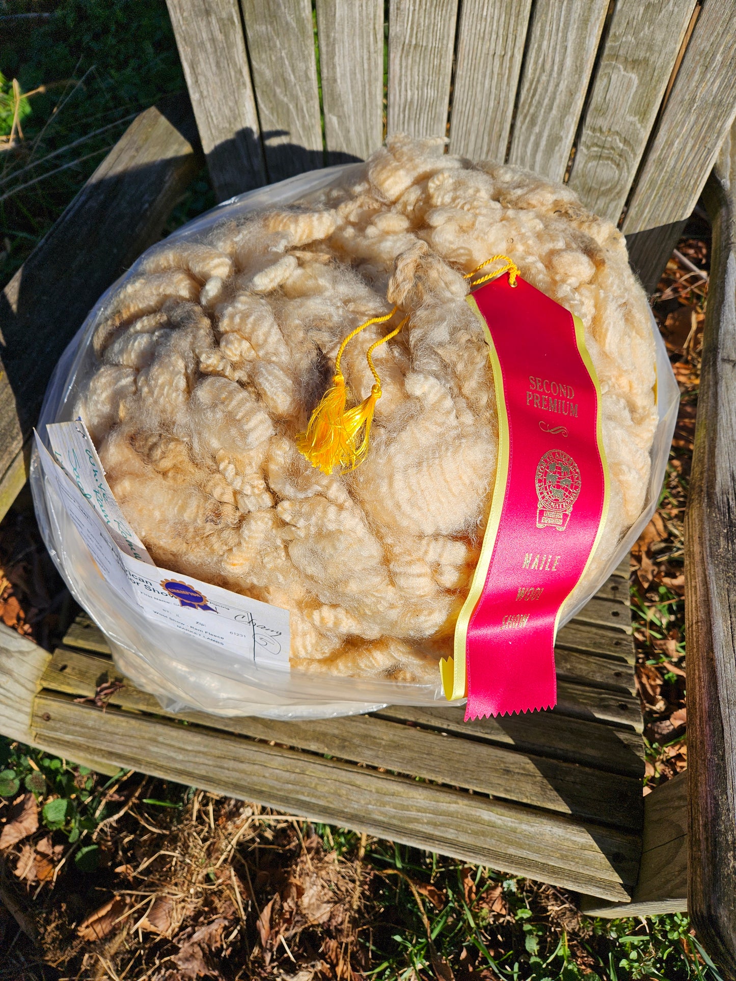 Raw Romney White Blanketed LIL JOE SHOW Fleece - Stud Ram