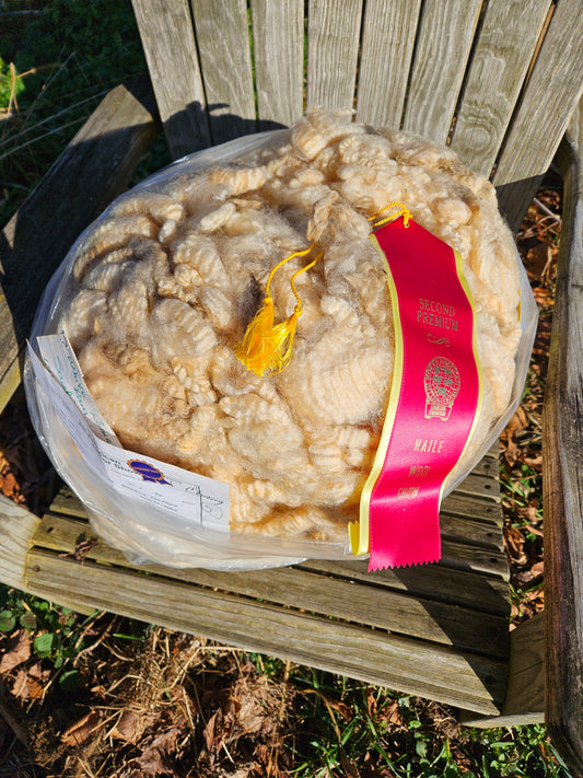 Raw Romney White Blanketed LIL JOE SHOW Fleece - Stud Ram