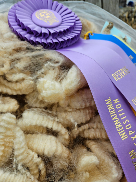 Raw Romney White Fleece Champion ECChamp