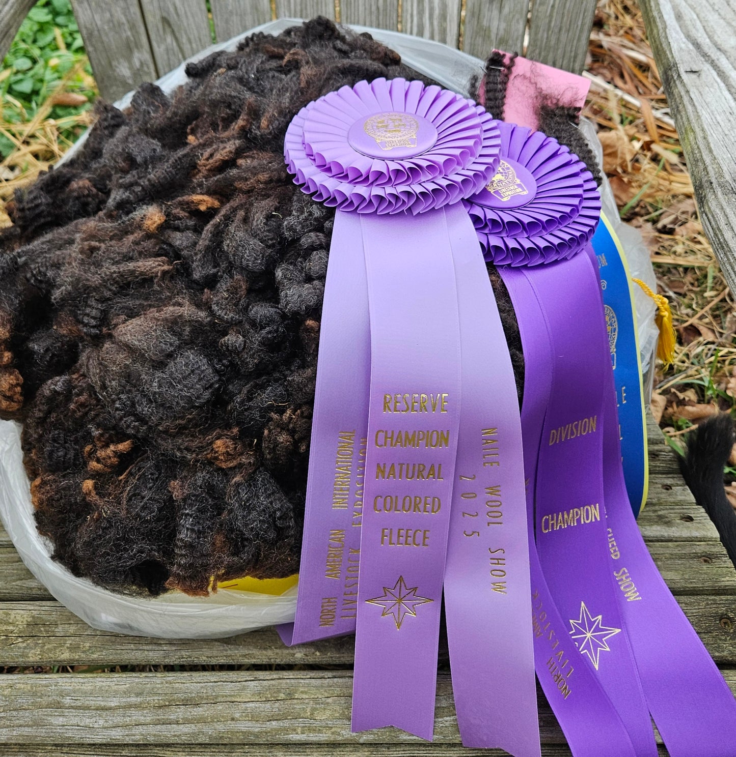 Raw Fleece Romney Black Yearling ECChamp