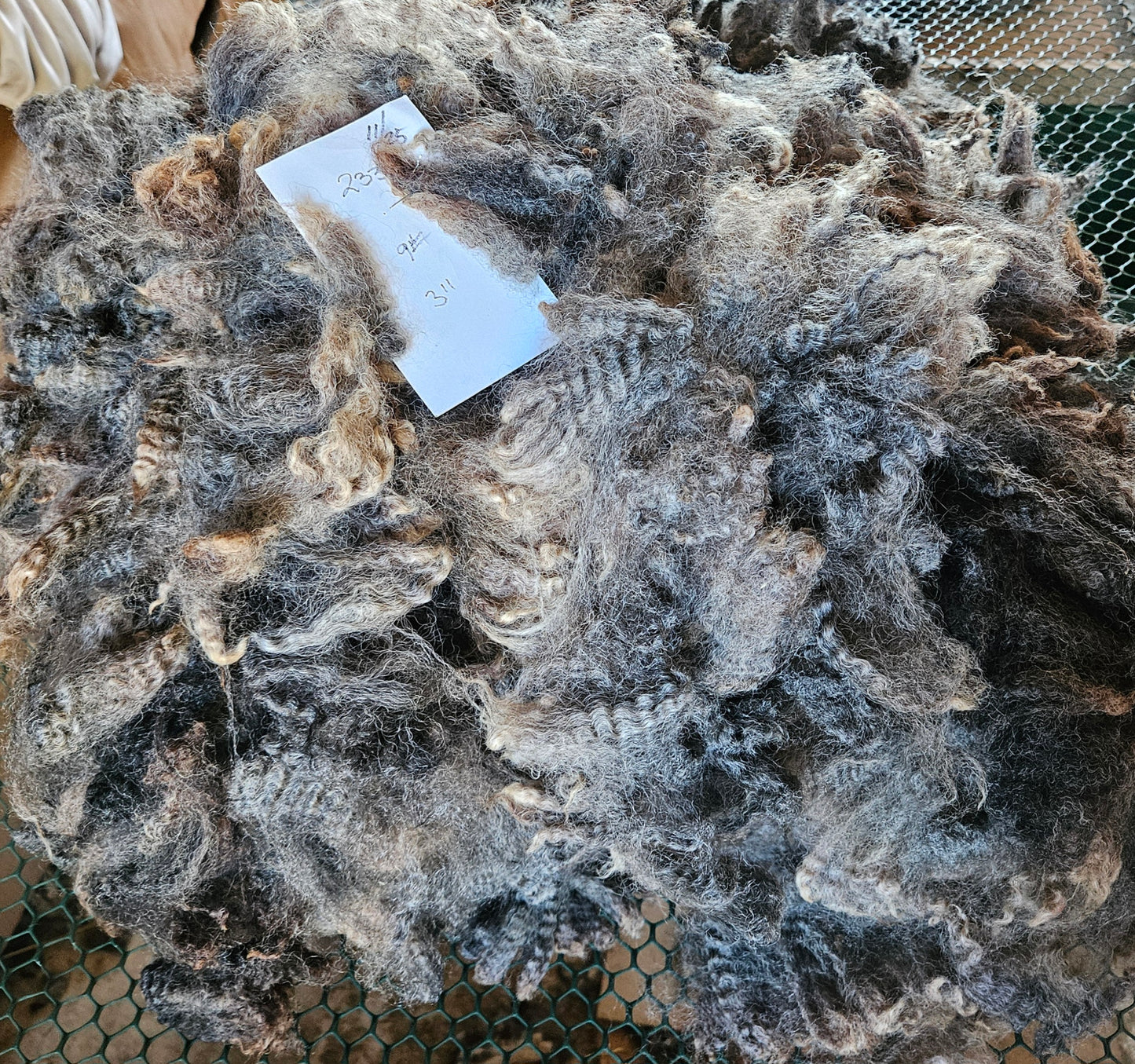 Raw Romney Fleece Gray Ewe 3L2332