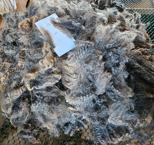 Raw Romney Fleece Gray Ewe 3L2332