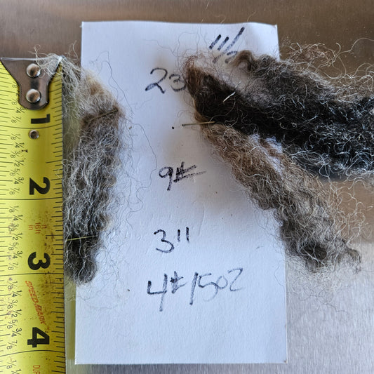 Raw Romney Fleece Gray Ewe 3L2332