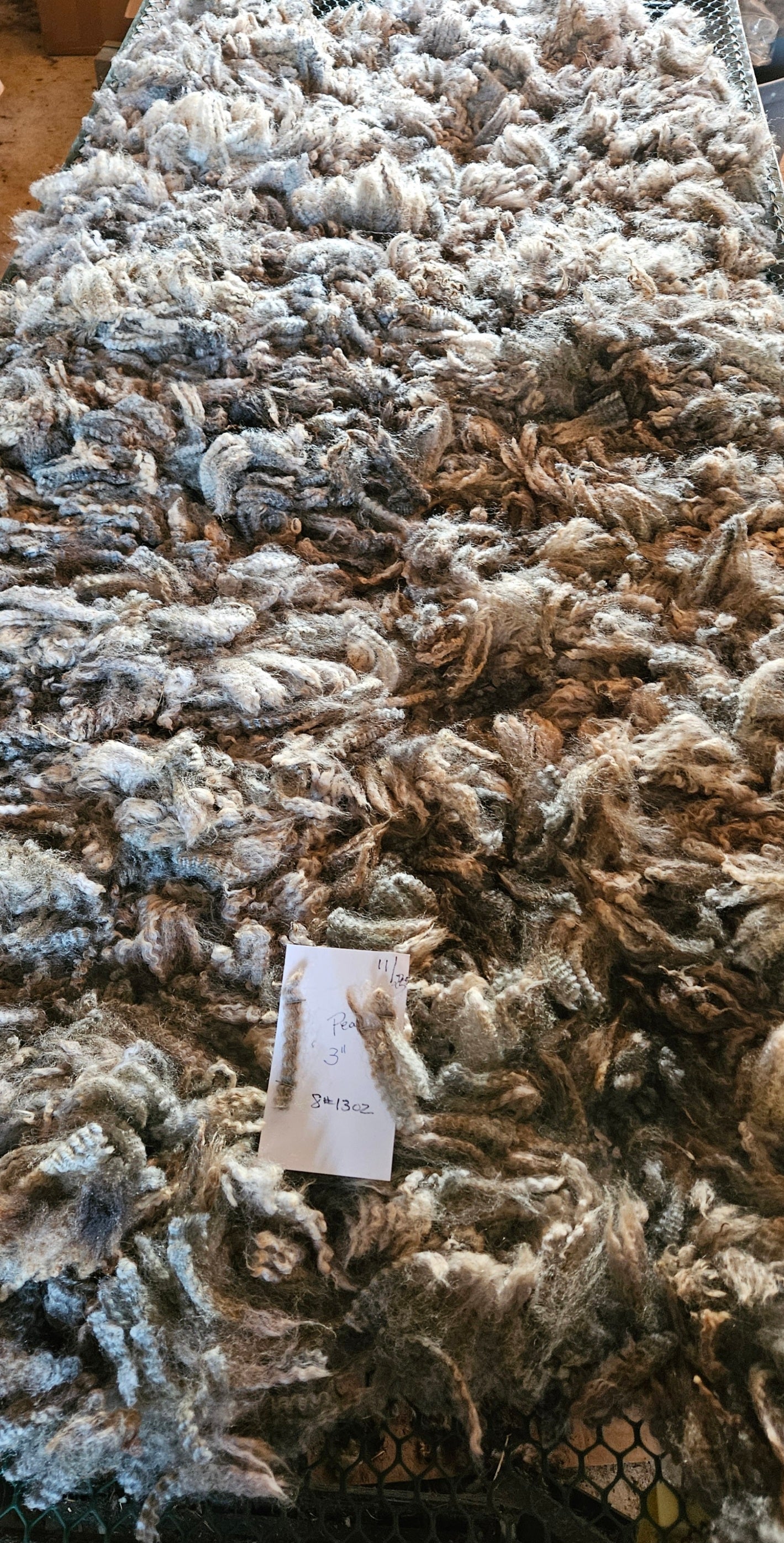 Raw Fleece Silver Romney Yearling  3LPearl