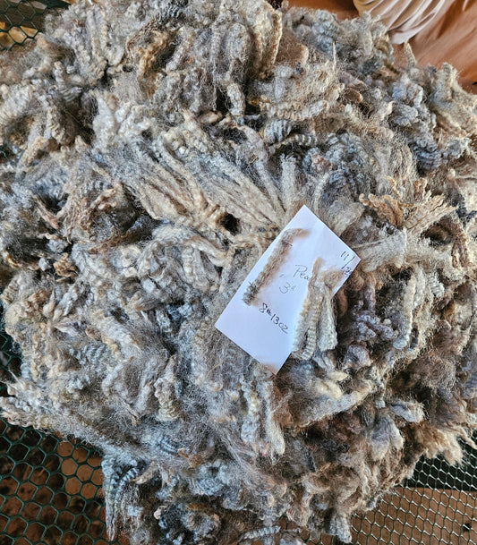 Raw Fleece Silver Romney Yearling  3LPearl