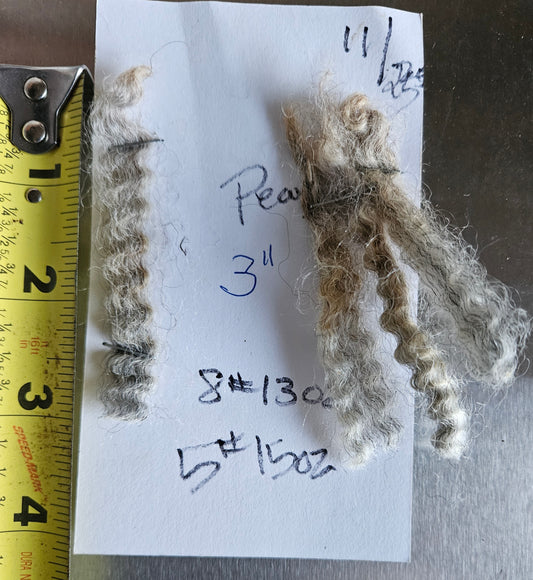 Raw Fleece Silver Romney Yearling  3LPearl