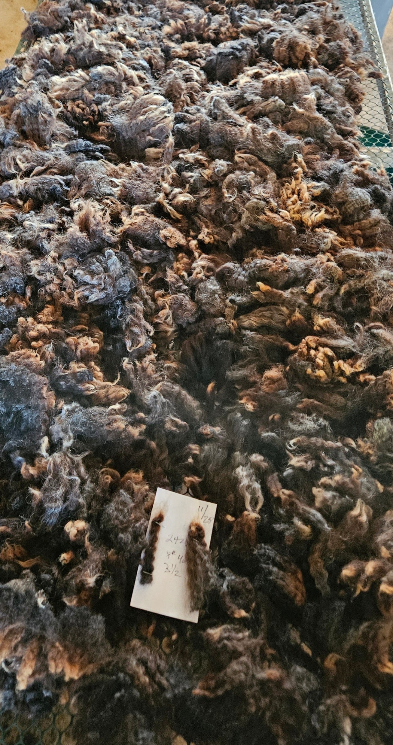 Raw Fleece Romney Black Ewe Yearling 3L2422