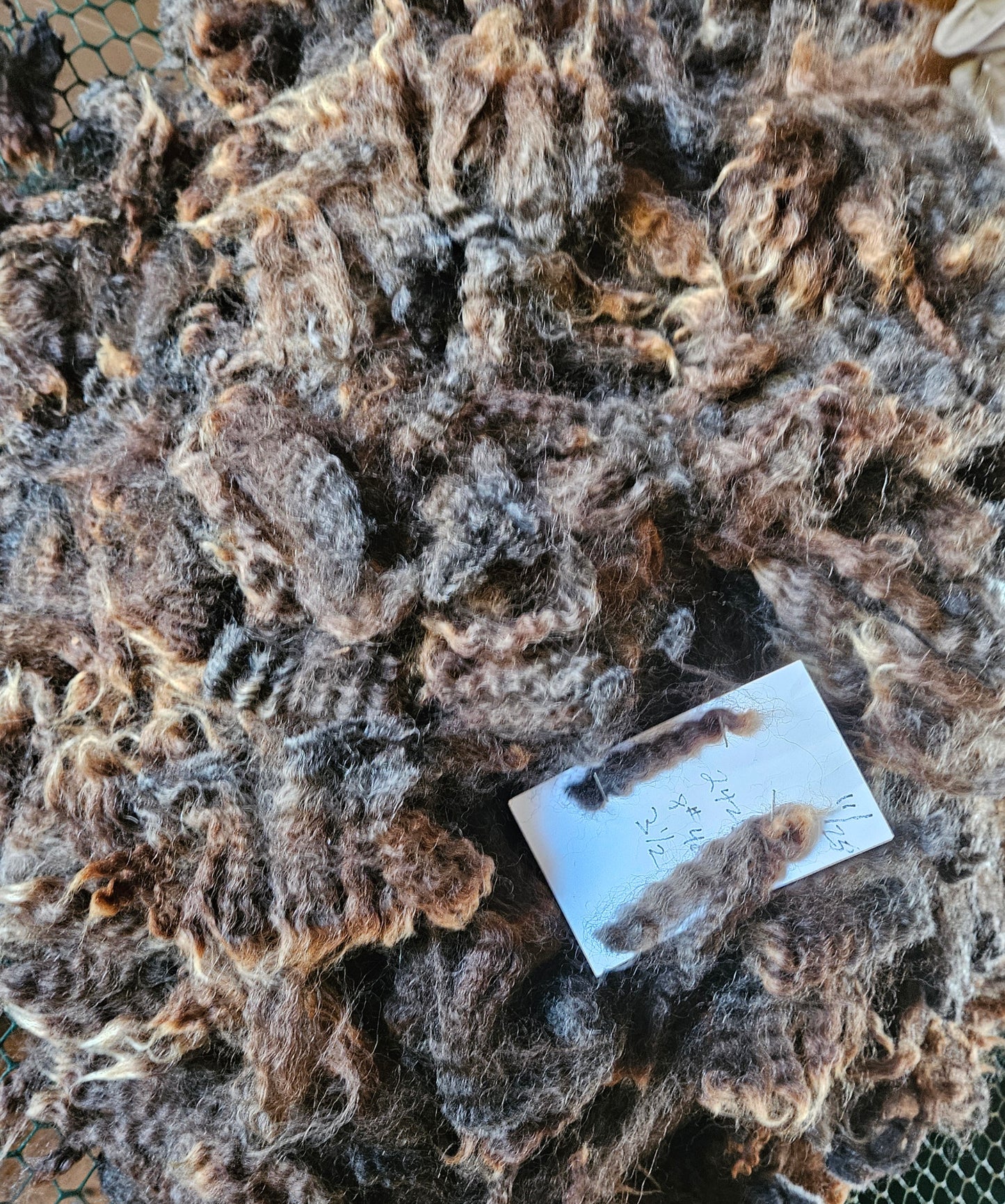 Raw Fleece Romney Black Ewe Yearling 3L2422